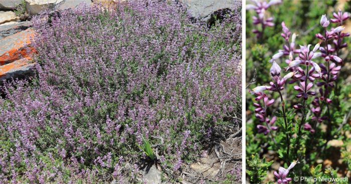 Syncolostemon albiflorus in flower in habitat Syncolostemon albiflorus in flower in habitat