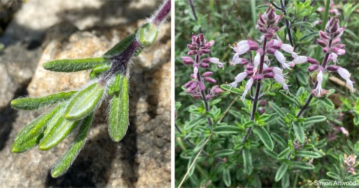 Ericoid leaves Ericoid leaves