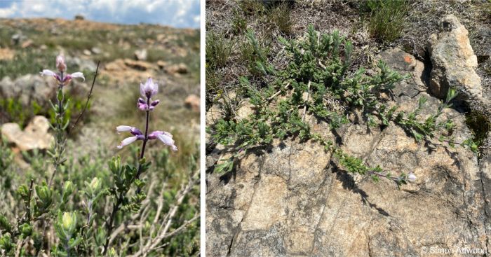 Syncolostemon albiflorus in habitat and a young plant growing among rocks Syncolostemon albiflorus in habitat and a young plant growing among rocks
