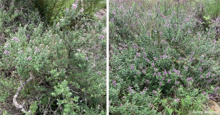 Syncolostemon albiflorus in flower in habitat Syncolostemon albiflorus in flower in habitat