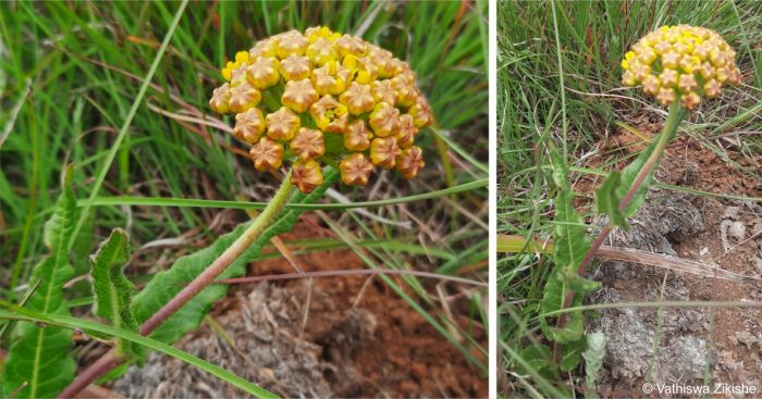 Asclepias cooperi in habitat showing leaves Asclepias cooperi in habitat showing leaves