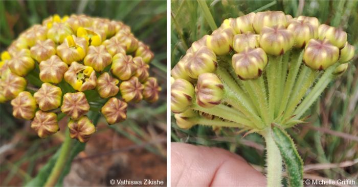 Flowers forming hemispherical cluster Flowers forming hemispherical cluster