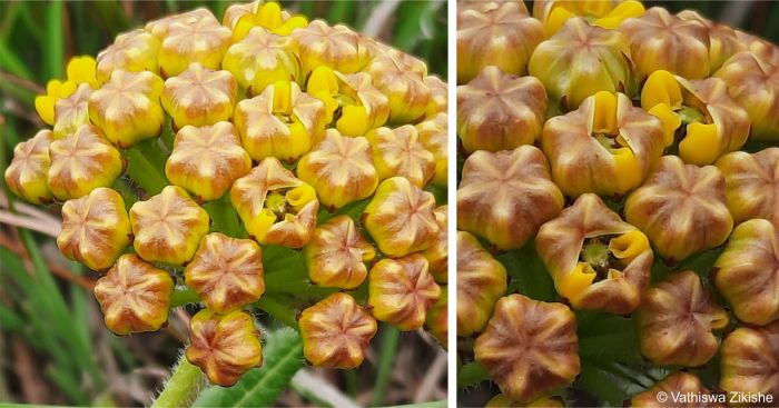 Flowers beginning to open Flowers beginning to open