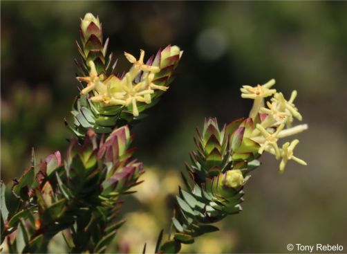 Gnidia oppositifolia Gnidia oppositifolia