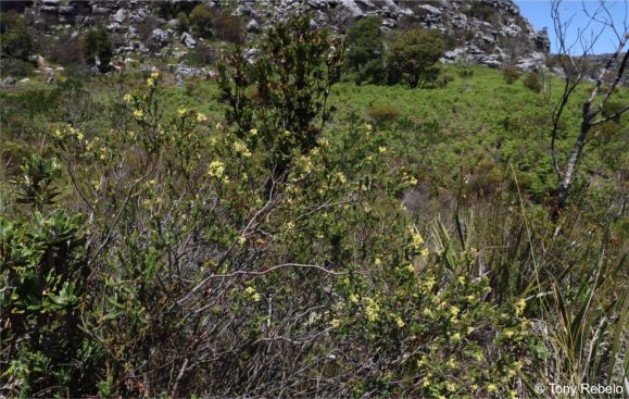 Gnidia oppositifolia in habitat Gnidia oppositifolia in habitat