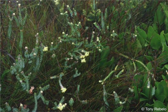 Gnidia oppositifolia in habitat Gnidia oppositifolia in habitat