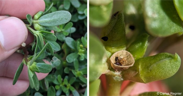Fruits and seeds of Portulaca oleracea Fruits and seeds of Portulaca oleracea