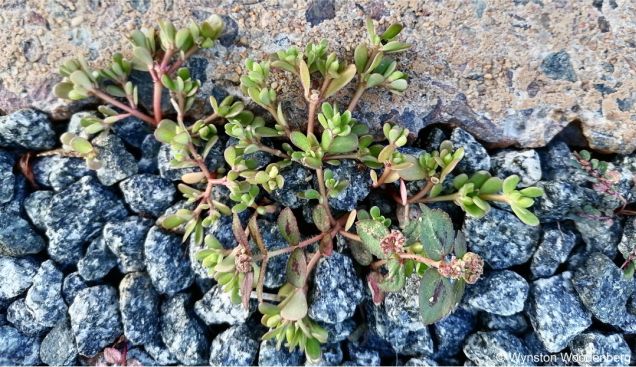 Portulaca oleracea growing in the crack in a pavement Portulaca oleracea growing in the crack in a pavement