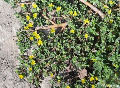 Portulaca oleracea Portulaca oleracea