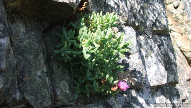 Erepsia heteropetala in flower in habitat