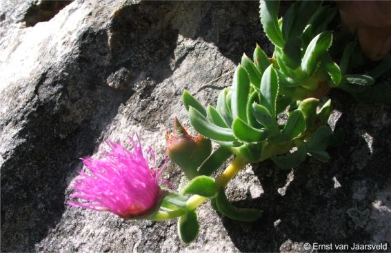 Flower and developing fruit
