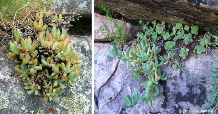 Erepsia heteropetala plants in habitat