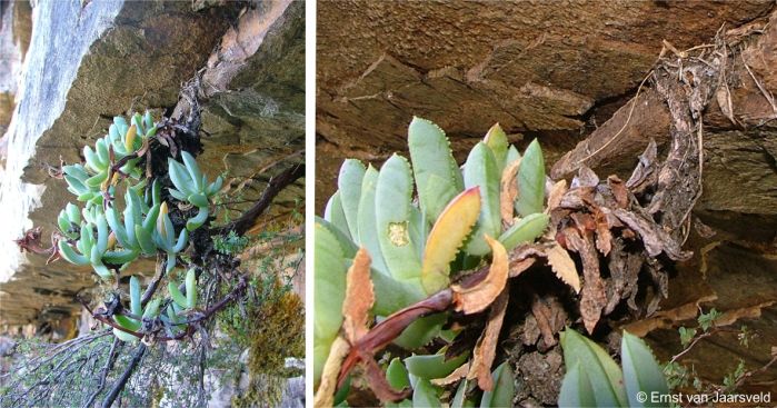 Erepsia heteropetala rooted in a crevice on the cliff face
