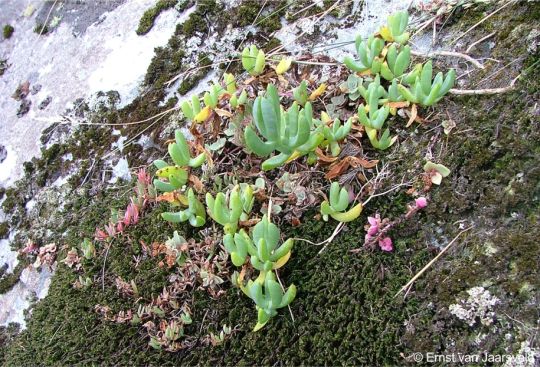 Erepsia heteropetala seedlings among moss
