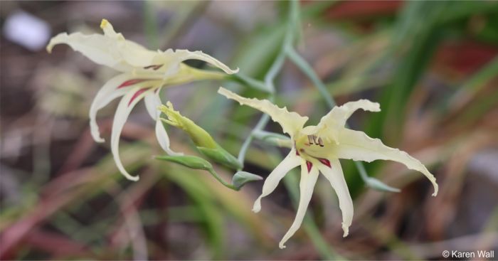 Gladiolus undulatus flowers