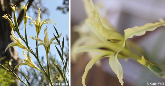 Gladiolus undulatus showing arrangement, long flower tubes and tepals with wavy margins