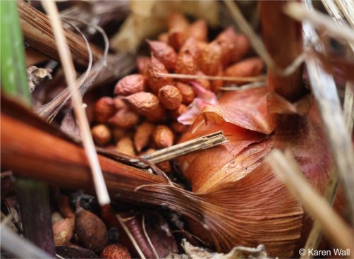 Gladiolus undulatus bulbils at the base of a mature corm