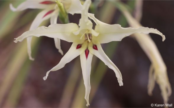 Gladiolus undulatus red markings on the lower lobes