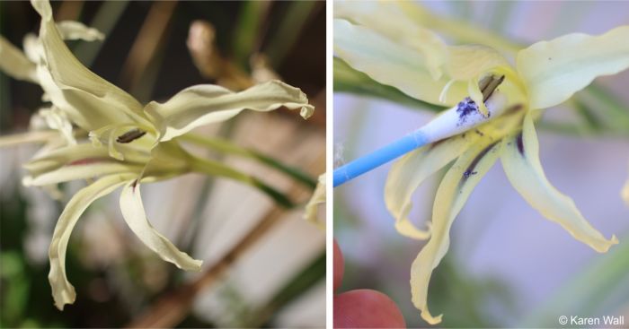 The style and stigma arch over the stamens, and the anthers produce blue pollen
