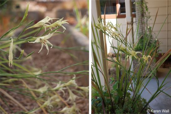 Gladiolus undulatus in cultivation in the Collections Nursery, Kirstenbosch NBG