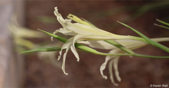 Side view of the flower