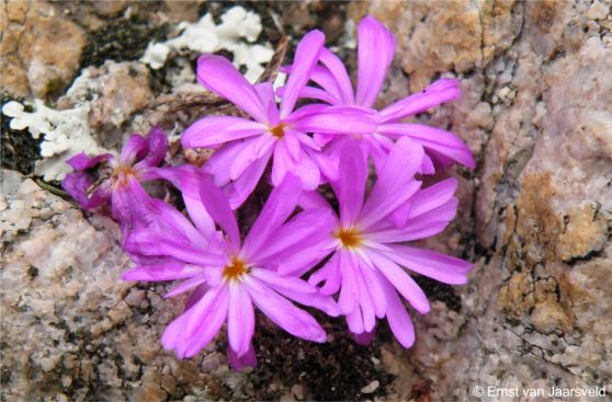 Conophytum luckhoffii in flower Conophytum luckhoffii in flower