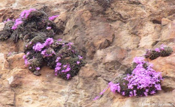 Large clusters in flower Large clusters in flower