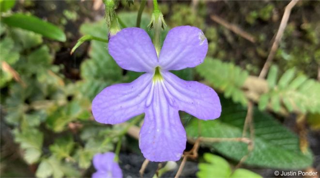 Streptocarpus silvaticus Streptocarpus silvaticus