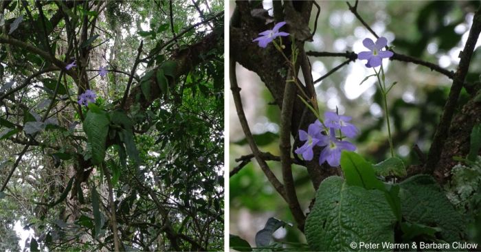 Streptocarpus silvaticus growing on a branch of a tree Streptocarpus silvaticus growing on a branch of a tree