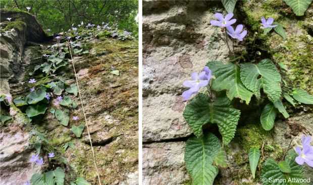 Streptocarpus silvaticus growing on rock Streptocarpus silvaticus growing on rock