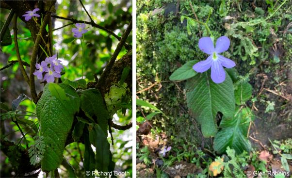 Streptocarpus silvaticus is an epiphyte and a lithophyte Streptocarpus silvaticus is an epiphyte and a lithophyte