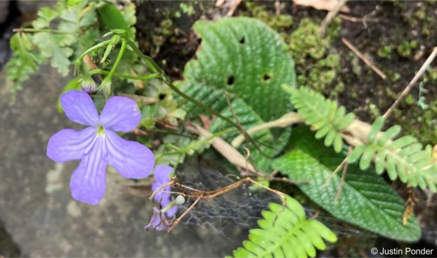 Streptocarpus silvaticus in flower Streptocarpus silvaticus in flower