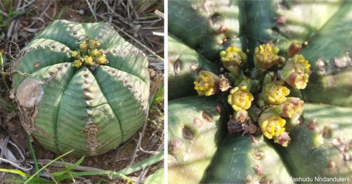Euphorbia meloformis in flower in habitat Euphorbia meloformis in flower in habitat
