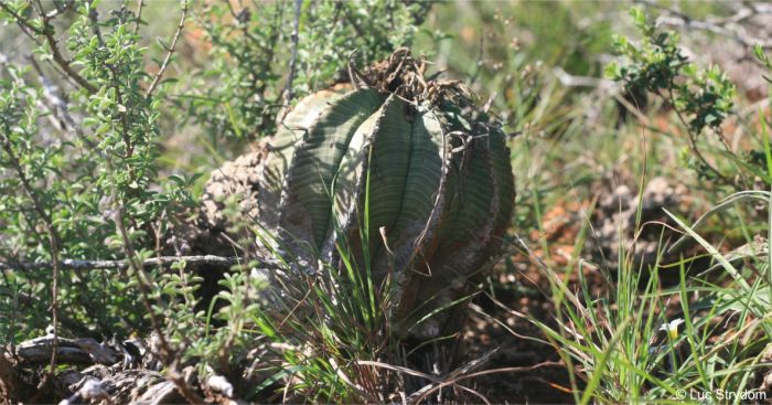 Euphorbia meloformis in habitat viewed from the side Euphorbia meloformis in habitat viewed from the side