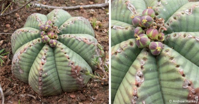 Euphorbia meloformis with developing fruits, in habitat Euphorbia meloformis with developing fruits, in habitat