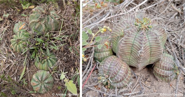 Euphorbia meloformis forming a clump and with side branches, in habitat Euphorbia meloformis forming a clump and with side branches, in habitat