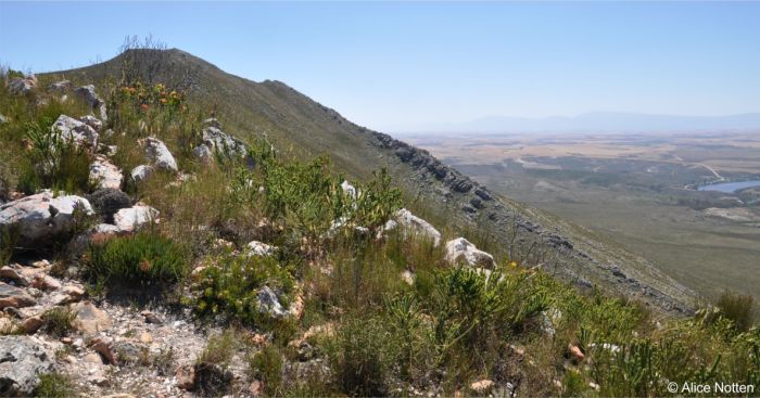 Potberg, habitat of Protea denticulata Potberg, habitat of Protea denticulata