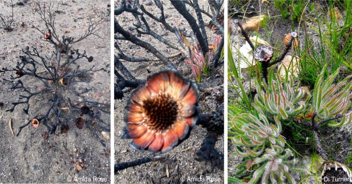 Burned plants resprouting and releasing seeds after a fire Burned plants resprouting and releasing seeds after a fire