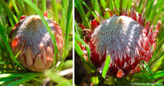 Protea denticulata flowerheads opening Protea denticulata flowerheads opening
