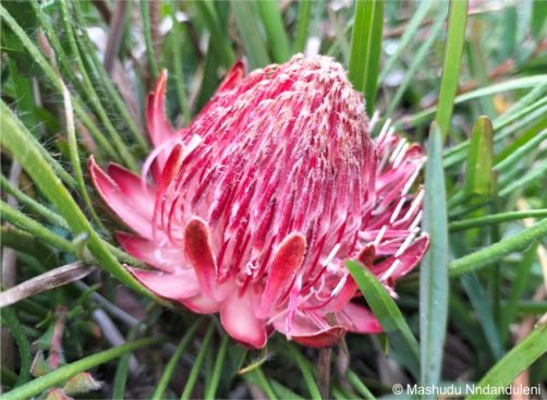 Protea denticulata Protea denticulata