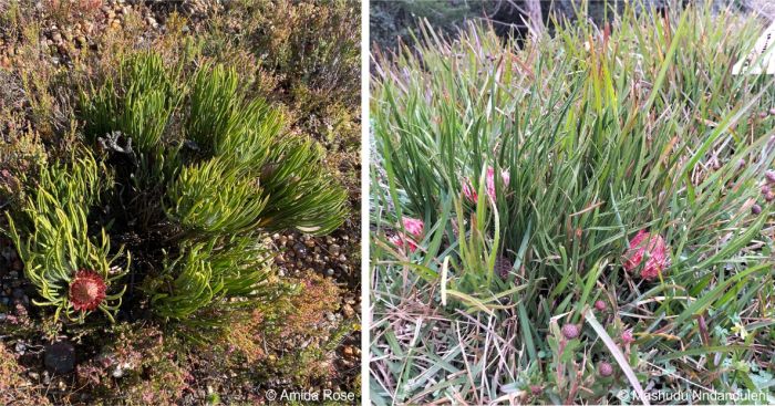 Protea denticulata in flower in habitat LEFT and in cultivation RIGHT Protea denticulata in flower in habitat LEFT and in cultivation RIGHT