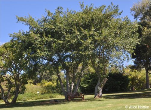 Ficus burkei in Kirstenbosch NBG Ficus burkei in Kirstenbosch NBG