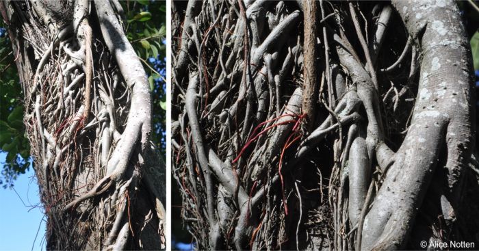 Aerial roots on Ficus burkei in Kirstenbosch NBG Aerial roots on Ficus burkei in Kirstenbosch NBG