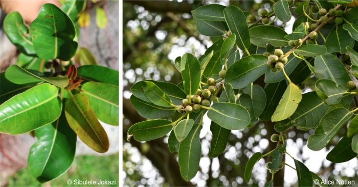 Leaves and fruits of Ficus burkei in Kirstenbosch NBG Leaves and fruits of Ficus burkei in Kirstenbosch NBG
