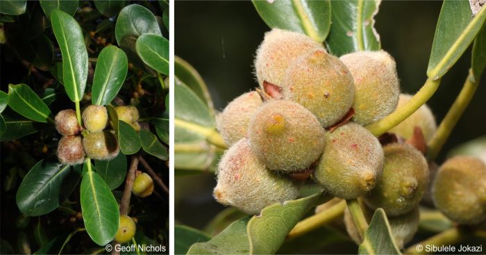 Fruits of Ficus burkei Fruits of Ficus burkei