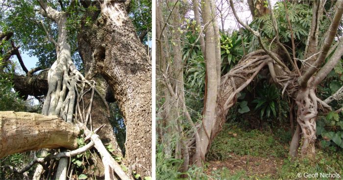 Ficus burkei in habitat growing as a strangler fig Ficus burkei in habitat growing as a strangler fig