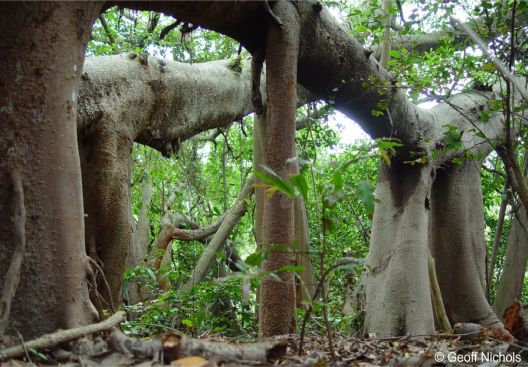A large old specimen with rooted aerial roots from side branches A large old specimen with rooted aerial roots from side branches