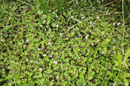 Diclis reptans, a mat-forming herb Diclis reptans, a mat-forming herb