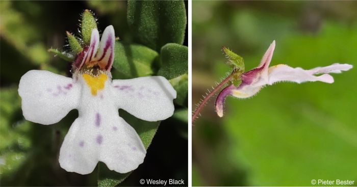 Flower of Diclis reptans Flower of Diclis reptans
