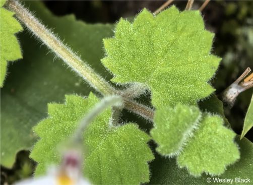 Leaves with sharply toothed margins Leaves with sharply toothed margins